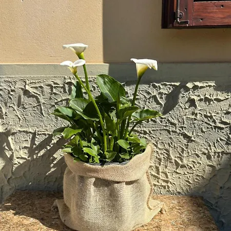Casa Olinda *