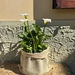 Casa Olinda *